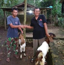 BUMKal BUMDesa Punokawan Mulai Realisasikan Program Kerjasama Budidaya Kambing